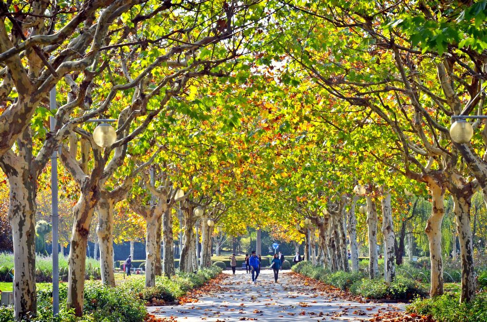 又叫裂叶悬铃木,鸠摩罗什树, a target="_blank" href="/item