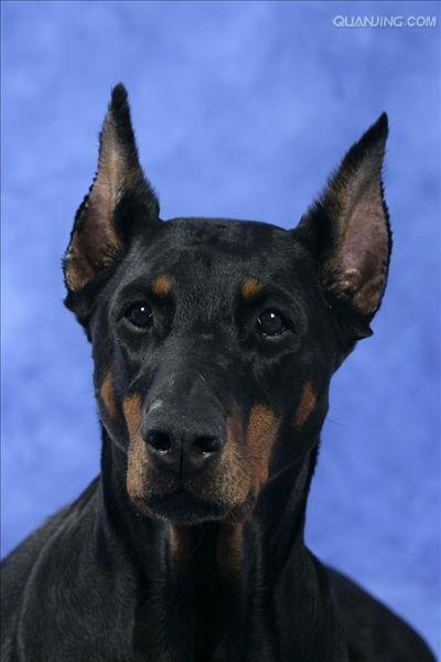  p>杜宾犬是一种十分凶猛的犬种,主要担当军,警工作,经过训练后,可