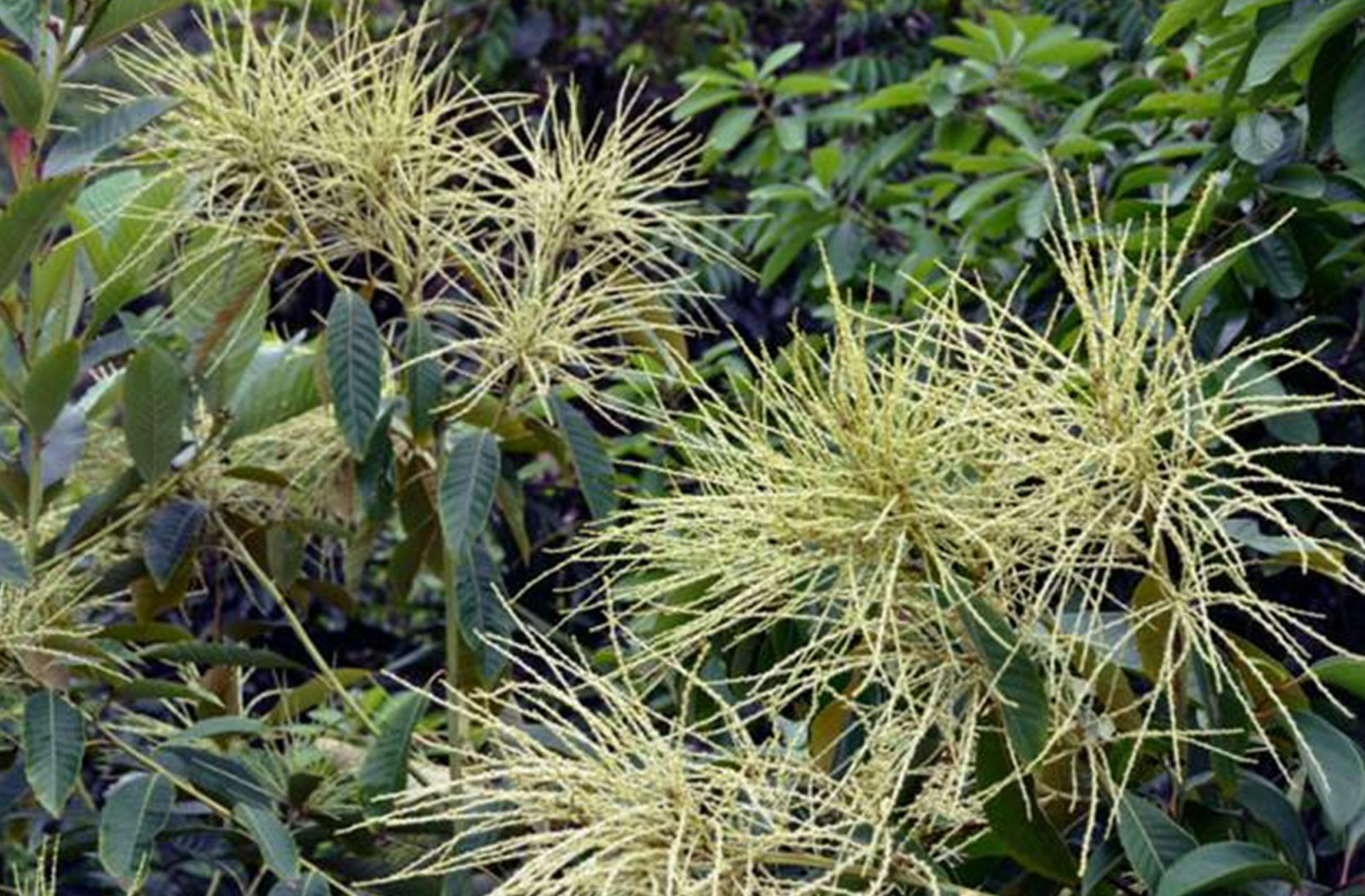  p>黧蒴锥(学名: i>castanopsis fissa /i> (champ. ex benth.) rehd.