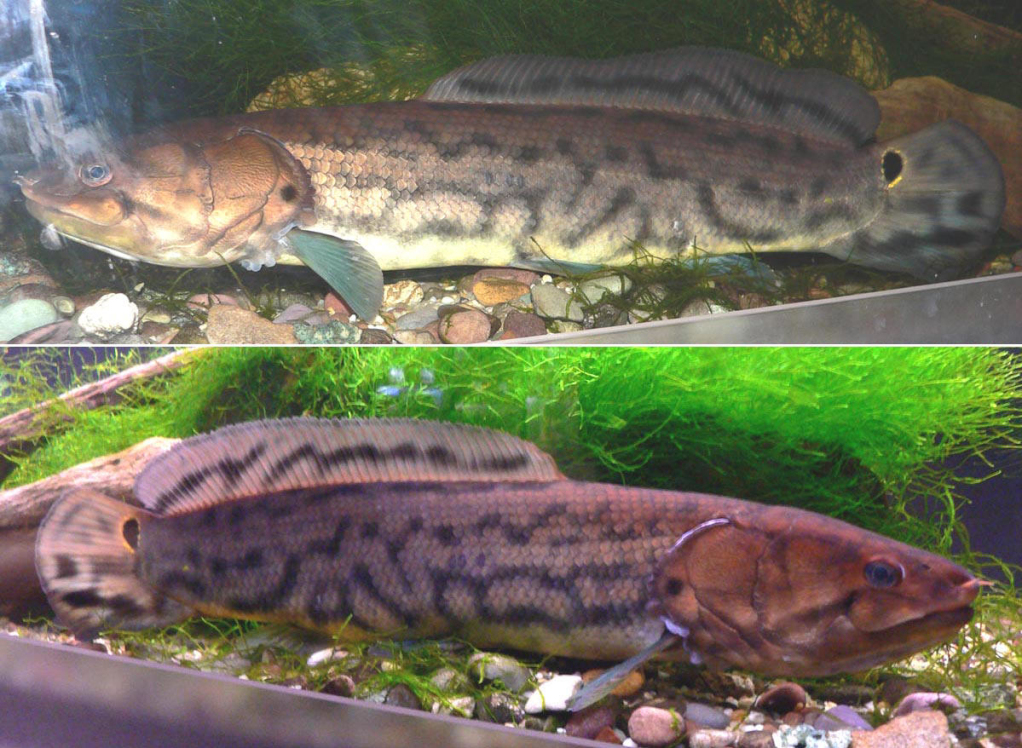  p>弓鳍鱼目 amiiformes a href="#" data-lemmaid="6734187">分类