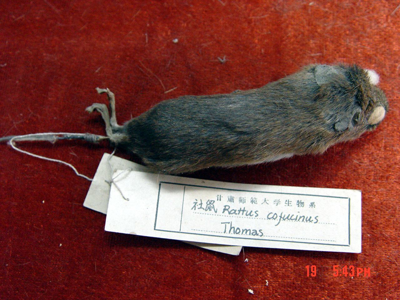  p> b>北社鼠 /b>( a target="_blank" href