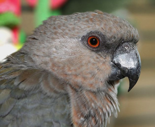  p>红腹鹦鹉(学名: i>poicephalus rufiventris /i>)仅有2个 a href="