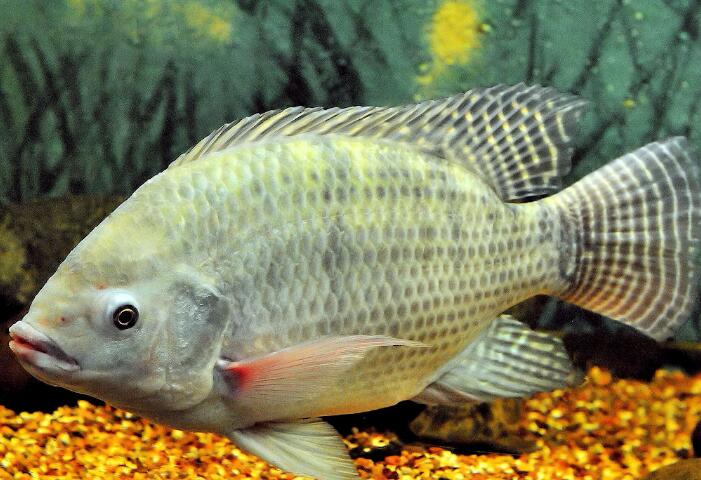  p>丽鱼科, i>cichlidae /i>, a href="#" data-lemmaid="1195405">