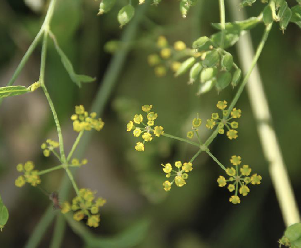  p>欧防风(学名: i>pastinaca sativa /i> l.)是伞形科欧防风属植物.