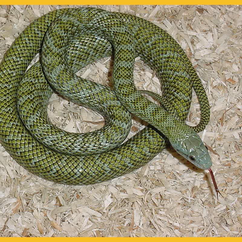 elaphe obsoleta)是蛇亚目游蛇科锦蛇属下的一种无毒蛇类,主要分布于