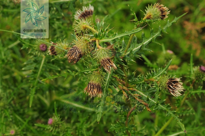  p>刺苞蓟(学名:cirsium henryi (franch.