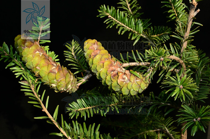 e. bertrand) beissn.)是松科油杉属的乔木.