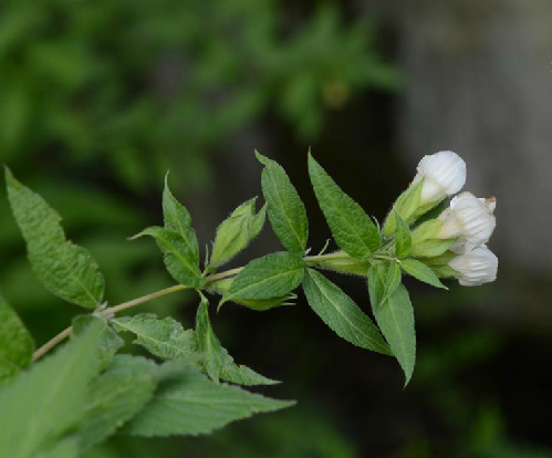  p> b>白花铃子香 /b>(学名: b> i>chelonopsis albiflora /i> /b>)为