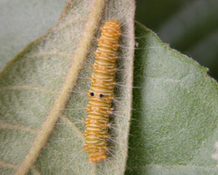 寄主枇杷,白格,菠萝蜜.