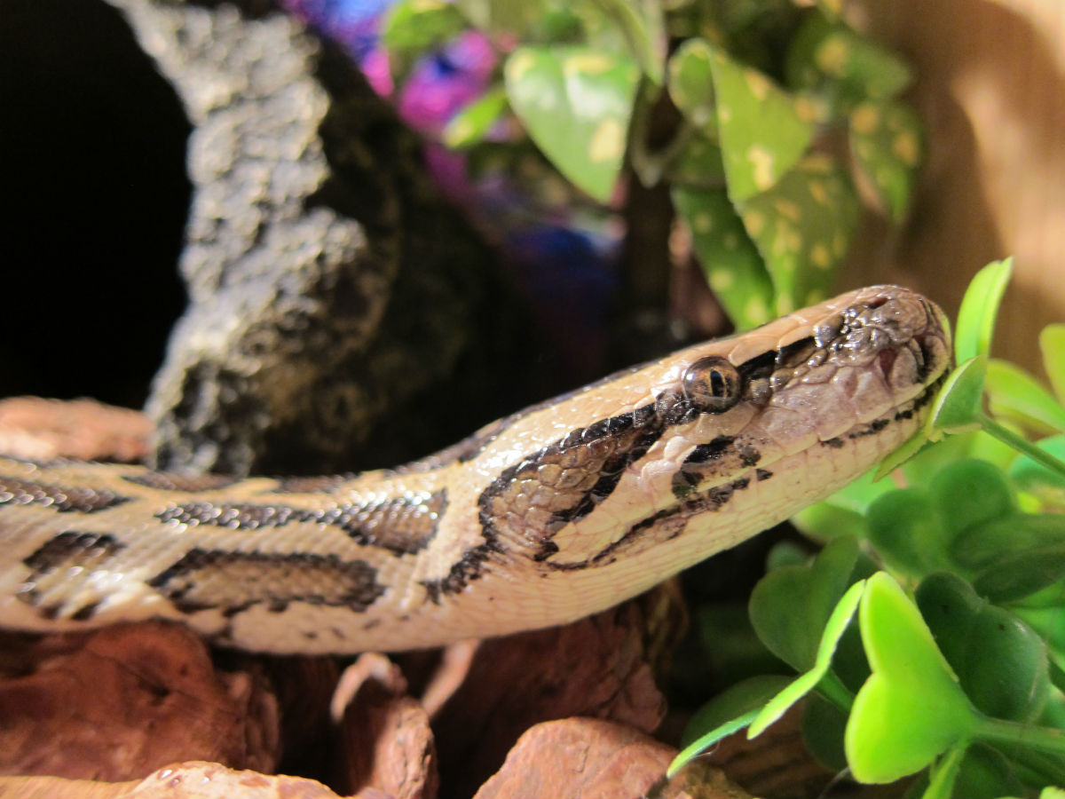 python molurus bivittatus