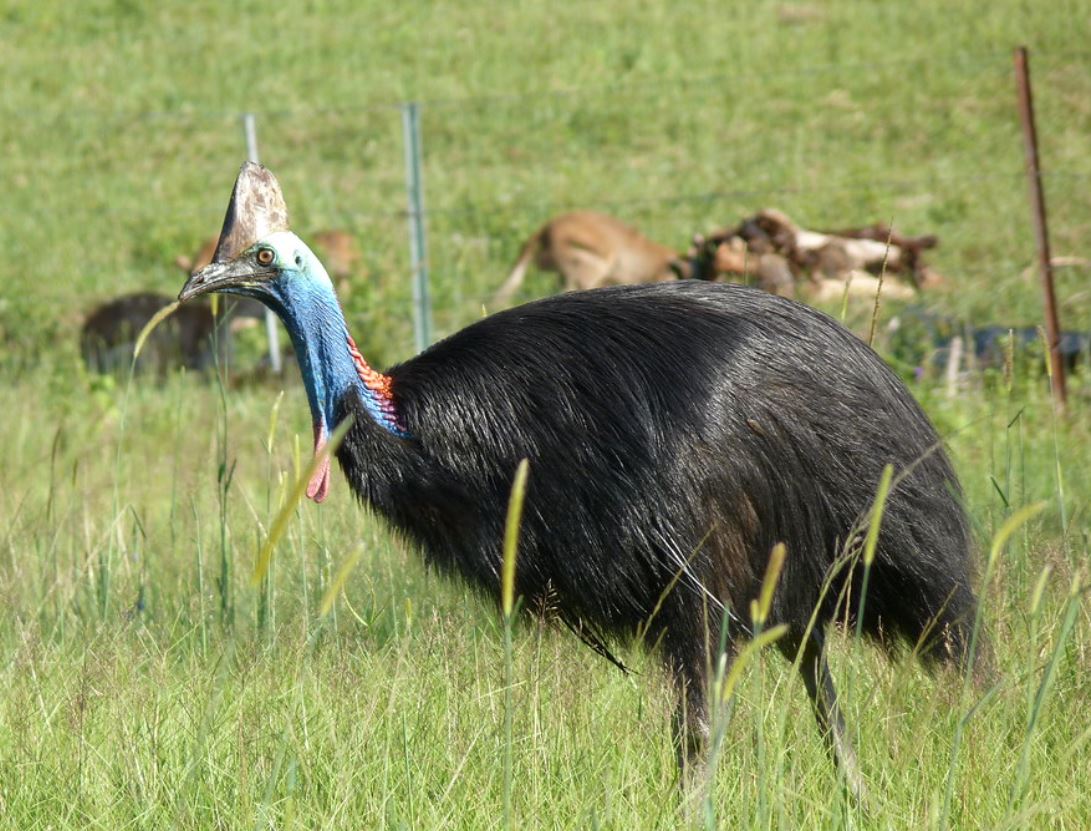  p>双垂鹤鸵(学名: i>casuarius casuarius /i>):是鸟纲,鹤鸵科的 a