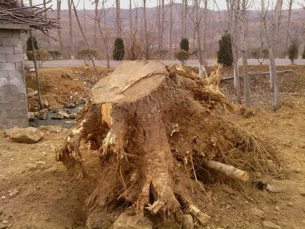  p data-id="gnbbh0cjmz">树墩子常见于山中阴暗