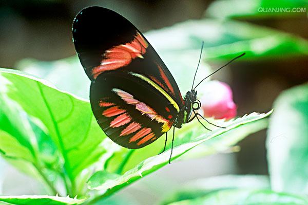  p>红带袖蝶 i>(学名:heliconius melpomene) /i>,又名红色邮差蝴蝶