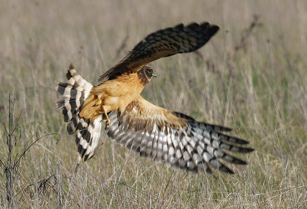  p>鸡鹰,accipiter cooperii (bonaparte, 1828),隼形目,鹰科,鹰属的