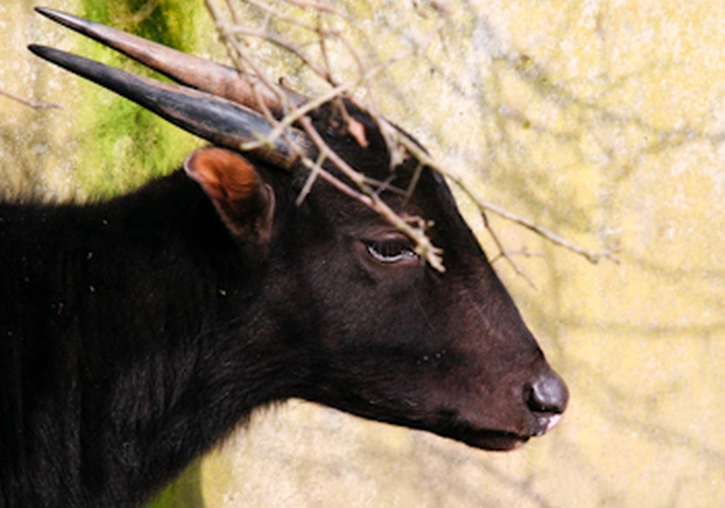  p>山地水牛(学名: i>bubalus quarlesi /i>):是偶蹄目,牛科,水牛属中