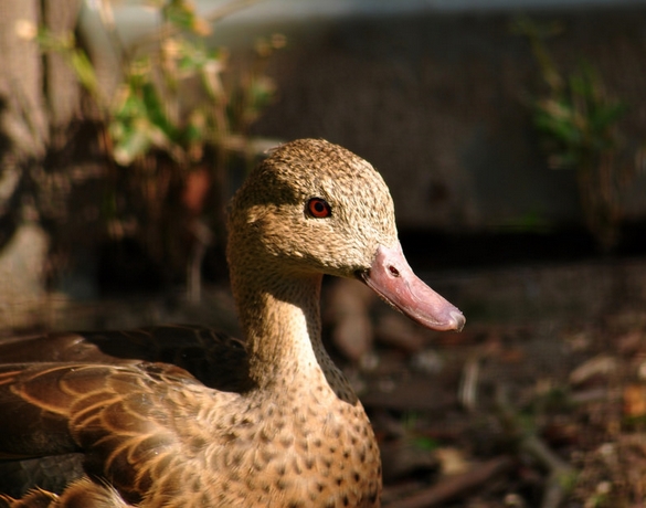 马达加斯加岛水鸭