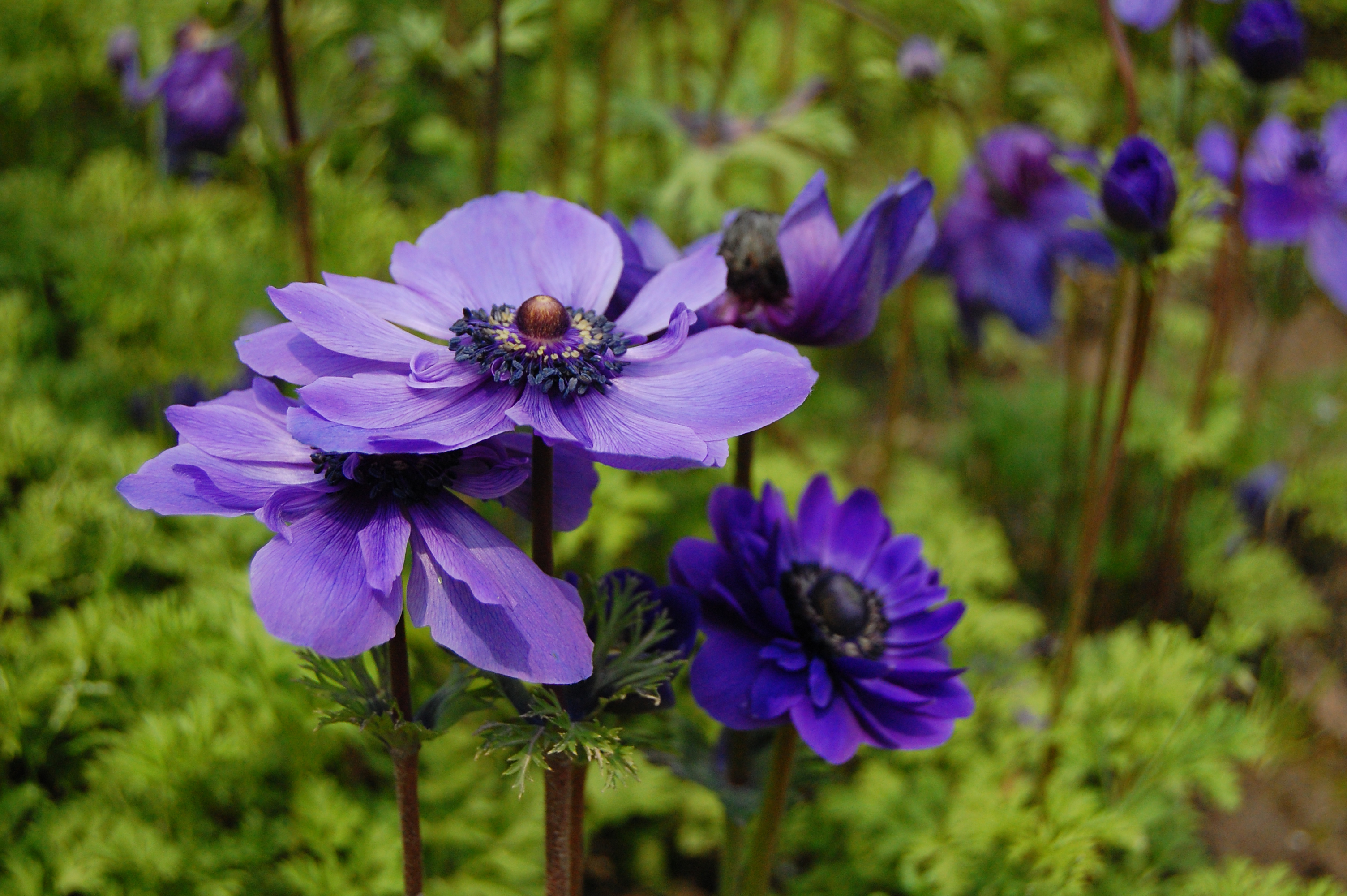anemone coronaria l.