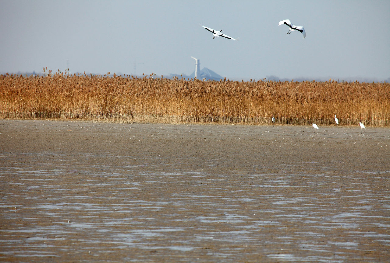 江苏盐城保护区