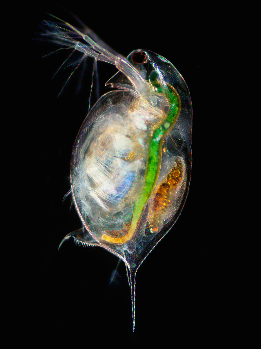 waterflea