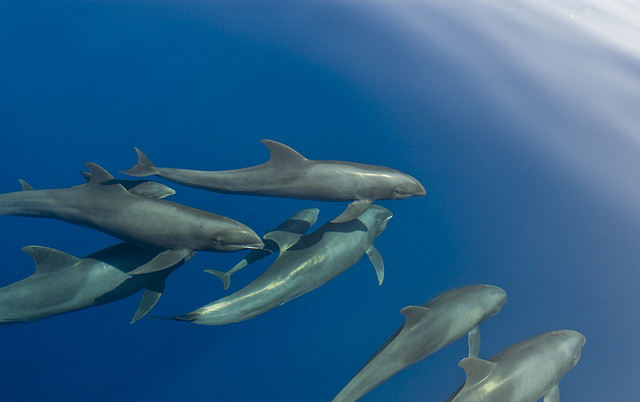  p>瓜头鲸(学名: i>peponocephala electra /i>),其特征与 a target="