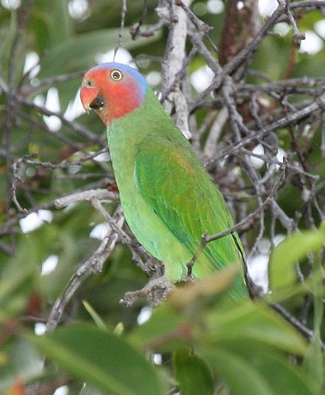  p>红颊鹦鹉(学名:geoffroyus geoffroyi)体长约21厘米,体重135～180