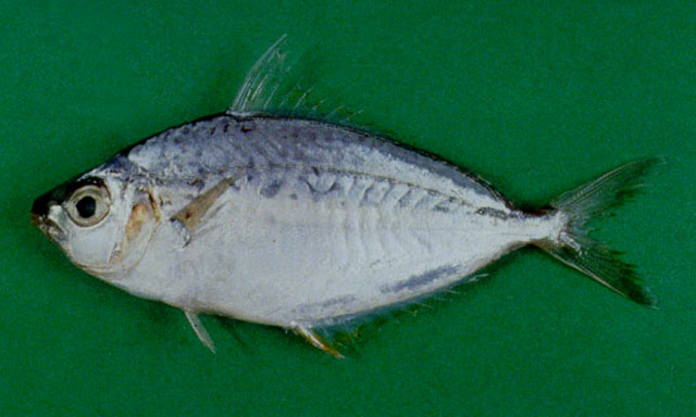 leiognathidae