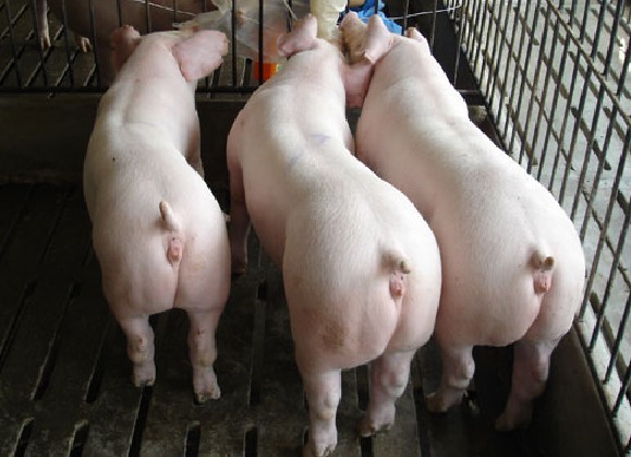 长白,英系长白,荷兰长白,法系长白,德系长白及丹麦长白猪合成的一种猪