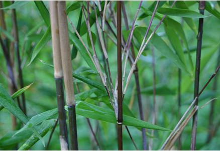 秦岭箭竹