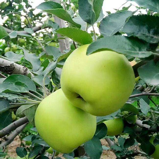 辽伏苹果