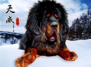 mastiff),拉丁学名canis lupus familiaris,又名藏狗,蕃狗,龙狗,羌狗