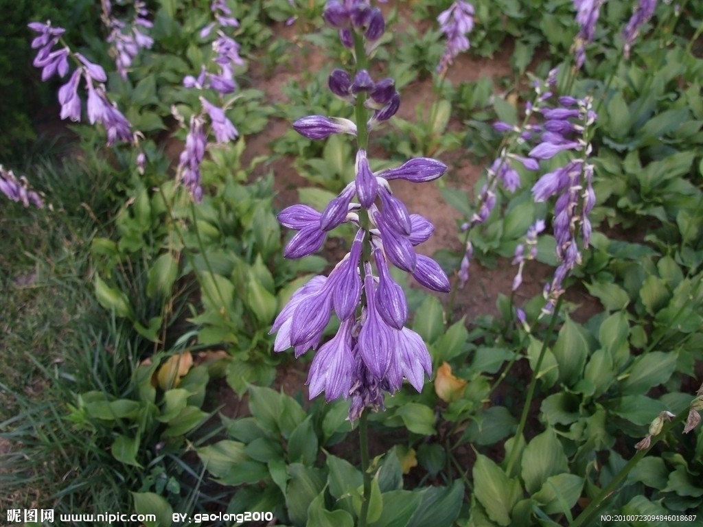 hosta plantaginea (lam.) aschers.