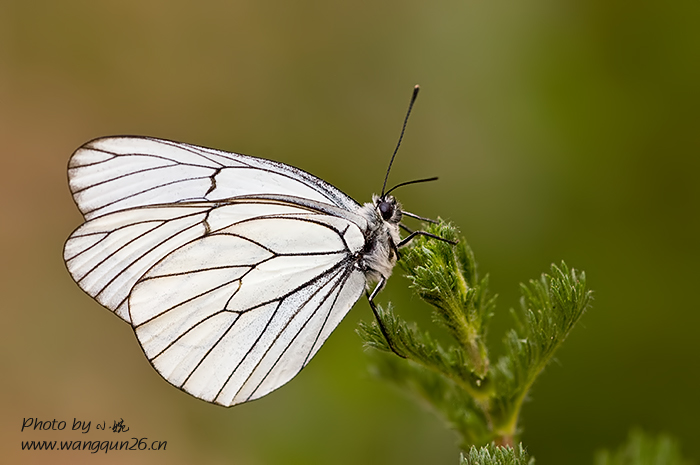  p>绢粉蝶(aporia crataegi linnaeus)是鳞翅目 a href="#">粉蝶科 /a