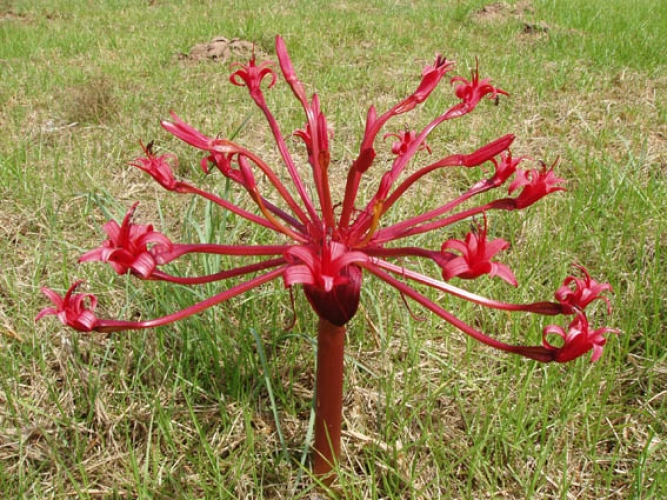 灯台花 全网资源