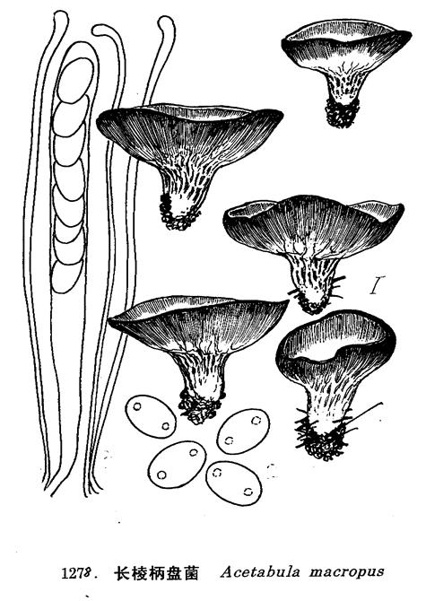  p>子囊盘小呈杯状.子囊盘直径2-3.5cm,深1.5-2.