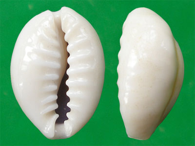  p>环礁宝螺(学名:monetaria obvelata obvelata)是腹足钢宝螺科的 a