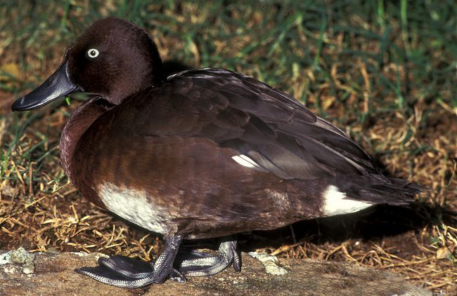 p>马岛潜鸭(学名:)是雁形目鸭科潜鸭属的鸟类.