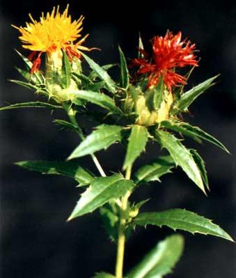 别名: a href="#" data-lemmaid="3293949">红蓝花 /a> ,刺红花