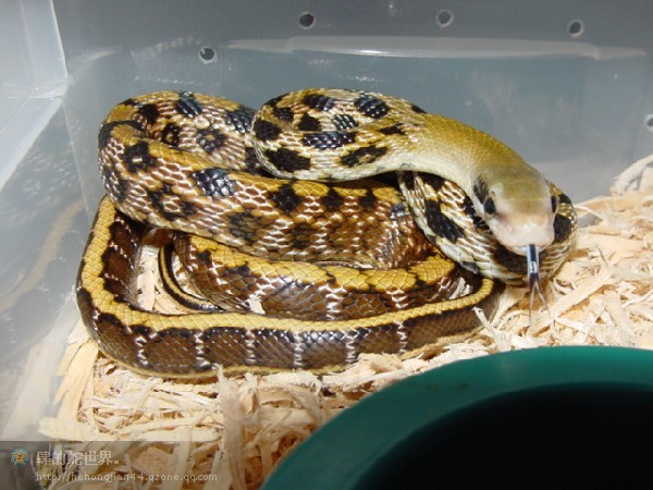 黑眉锦蛇台湾亚种