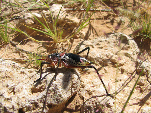  p>披甲树螽是对于多种胸披硬甲的螽斯的统称,身长范畴约30-70 mm.