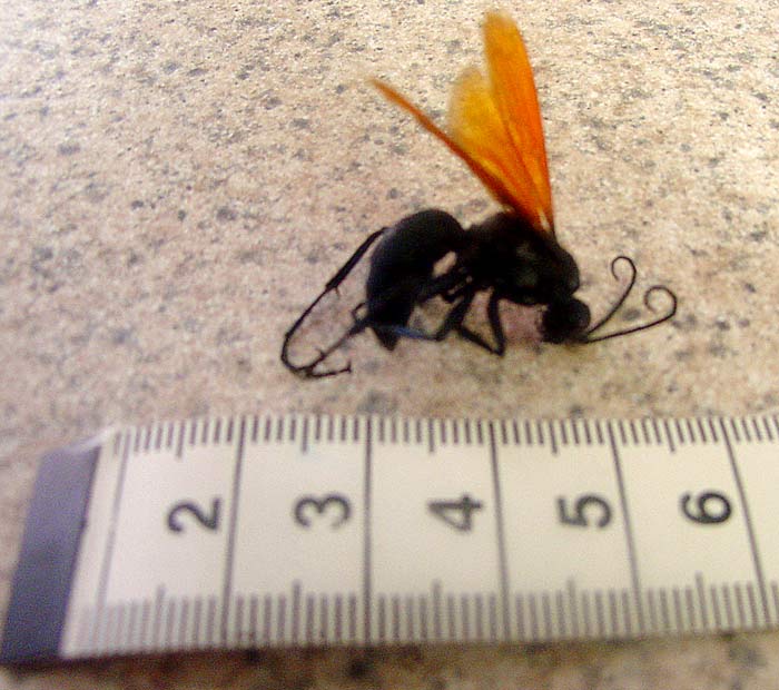  p>沙漠蛛蜂(学名: i>hemipepsis ustulata /i>):属膜翅目 a data