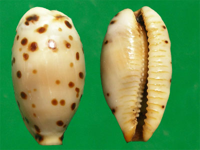  p>芝麻宝螺(学名:notadusta punctata punctata)是腹足纲宝螺科的 a