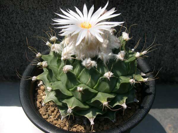  p>帝冠(obregonia denegrii )又名帝冠牡丹,它的命名是为了纪念 a