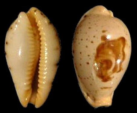  p>马尼拉美娘宝螺为 a href="#" data-lemmaid="1332276">贝类动物 