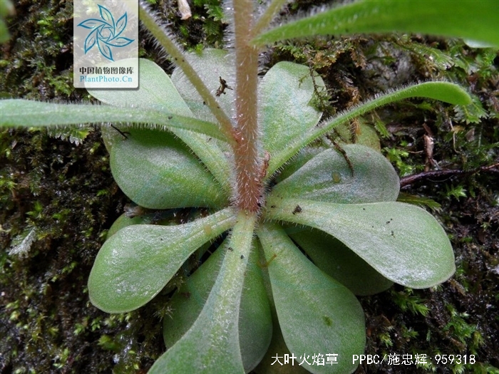  p>大叶火焰草(sedum drymarioides hance)是属于 a target="_blank"