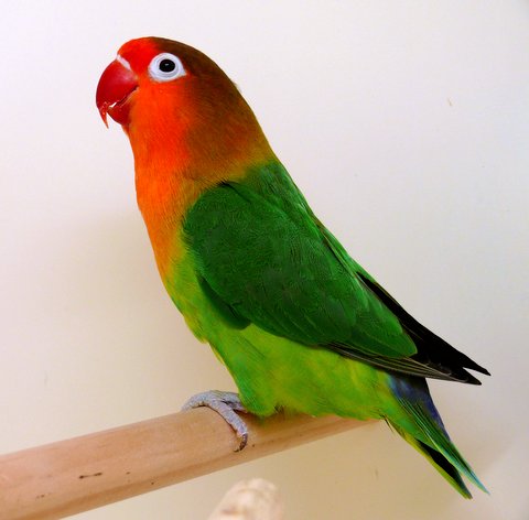  p>费氏牡丹鹦鹉(学名: i>agapornis fischeri /i>):体长一般在13-15