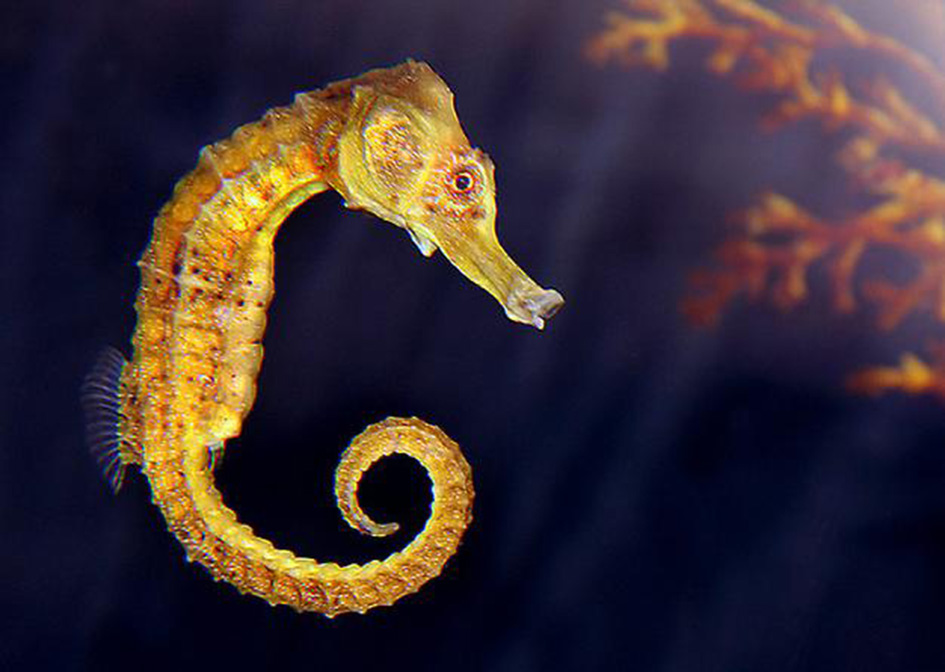 item/海龙">海龙 /a>科暖海生数种小型鱼类的统称,是一种小型海洋动物