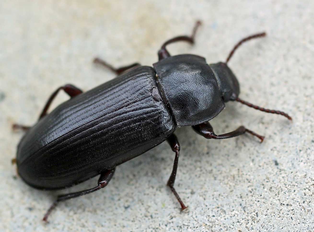  p data-id="gnx9s8zvq7">黑步甲是生活在日本群岛上的一种甲虫,专爱