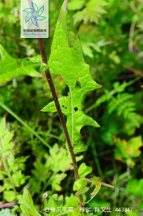  p>白背风毛菊,为 a target="_blank" href="/item/双子叶植物纲