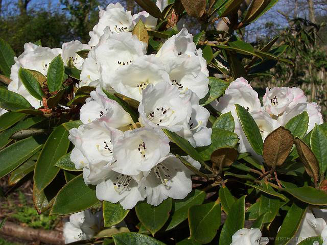  p>金顶杜鹃(学名: i>rhododendron faberi /i> hemsl.