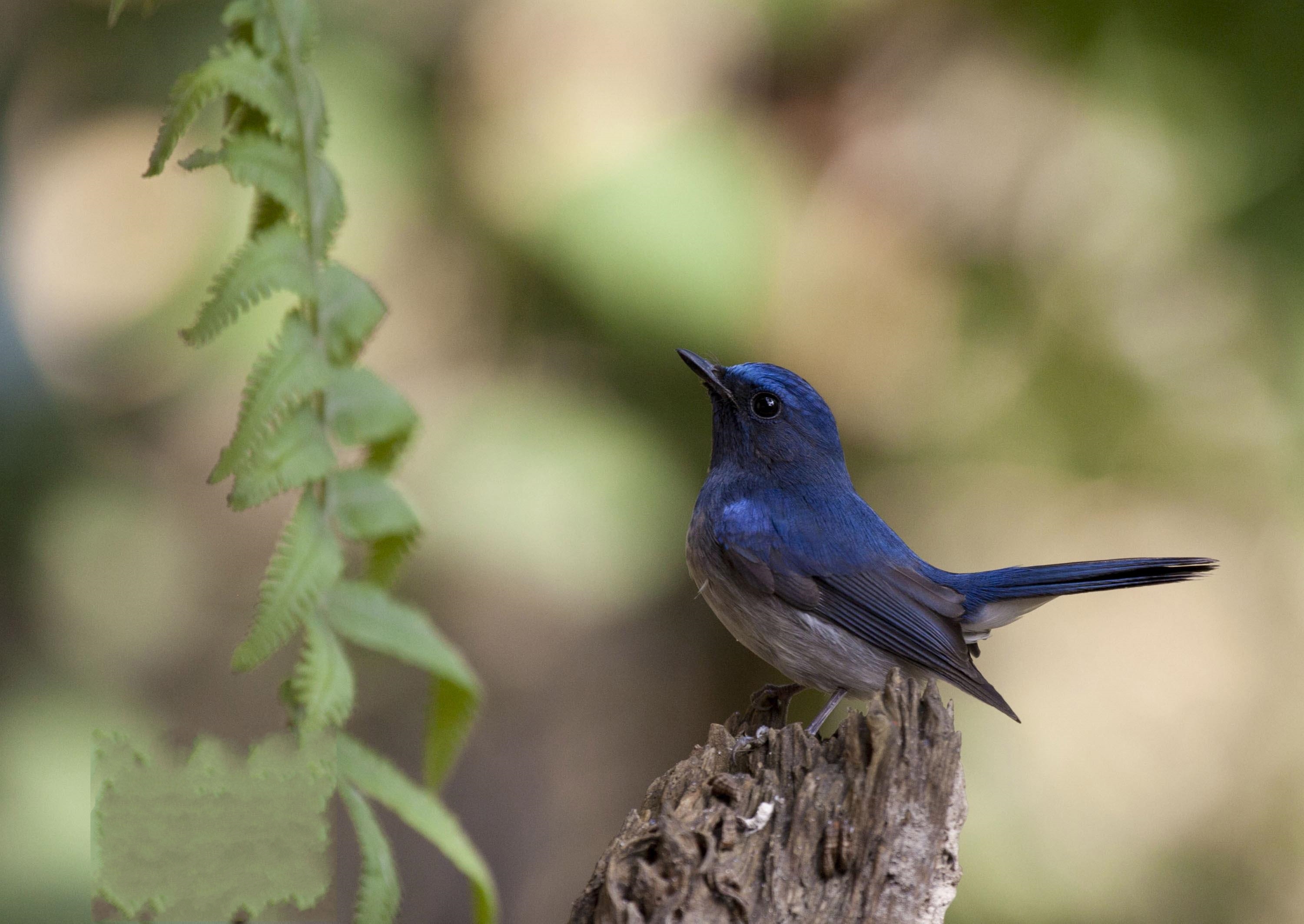  p>鹟亚科(学名: i>muscicapinae /i>)是 a href="#" data-lemmaid="